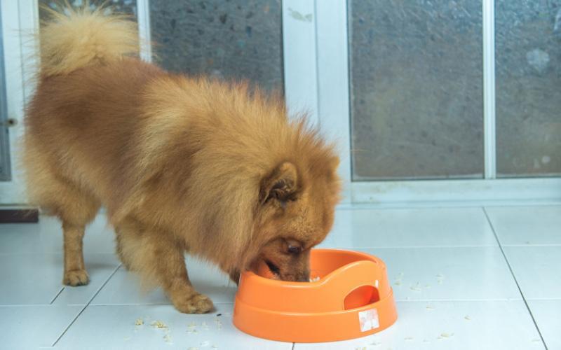 Best Dog Food For Pomeranian Dogs