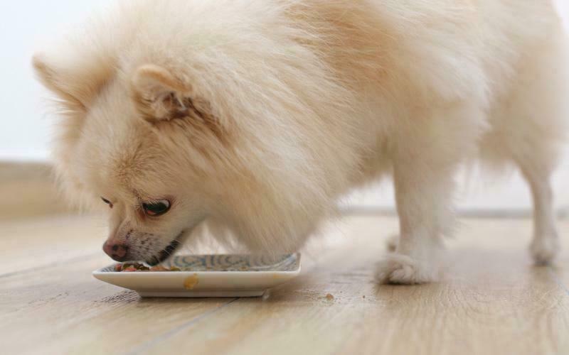 Best Dog Food For Pomeranian