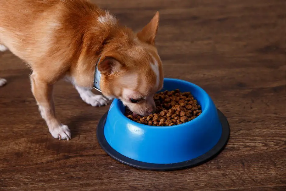 Best Dog Food For Senior Chihuahua