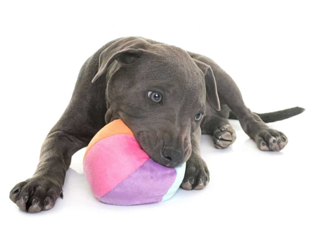 Best Dog Toys For Pitbulls