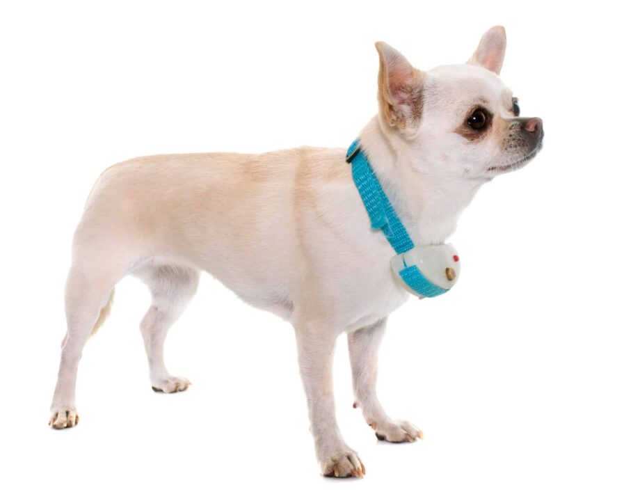 Best Dog Training Collar