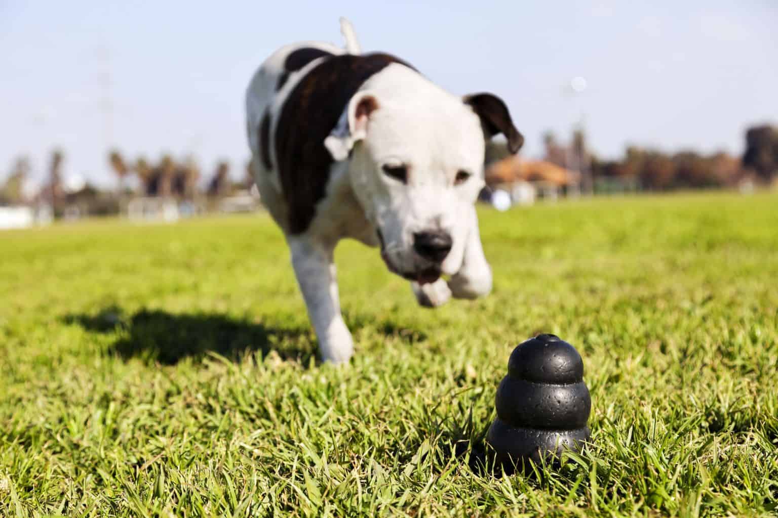 tough dog toys for pitbulls