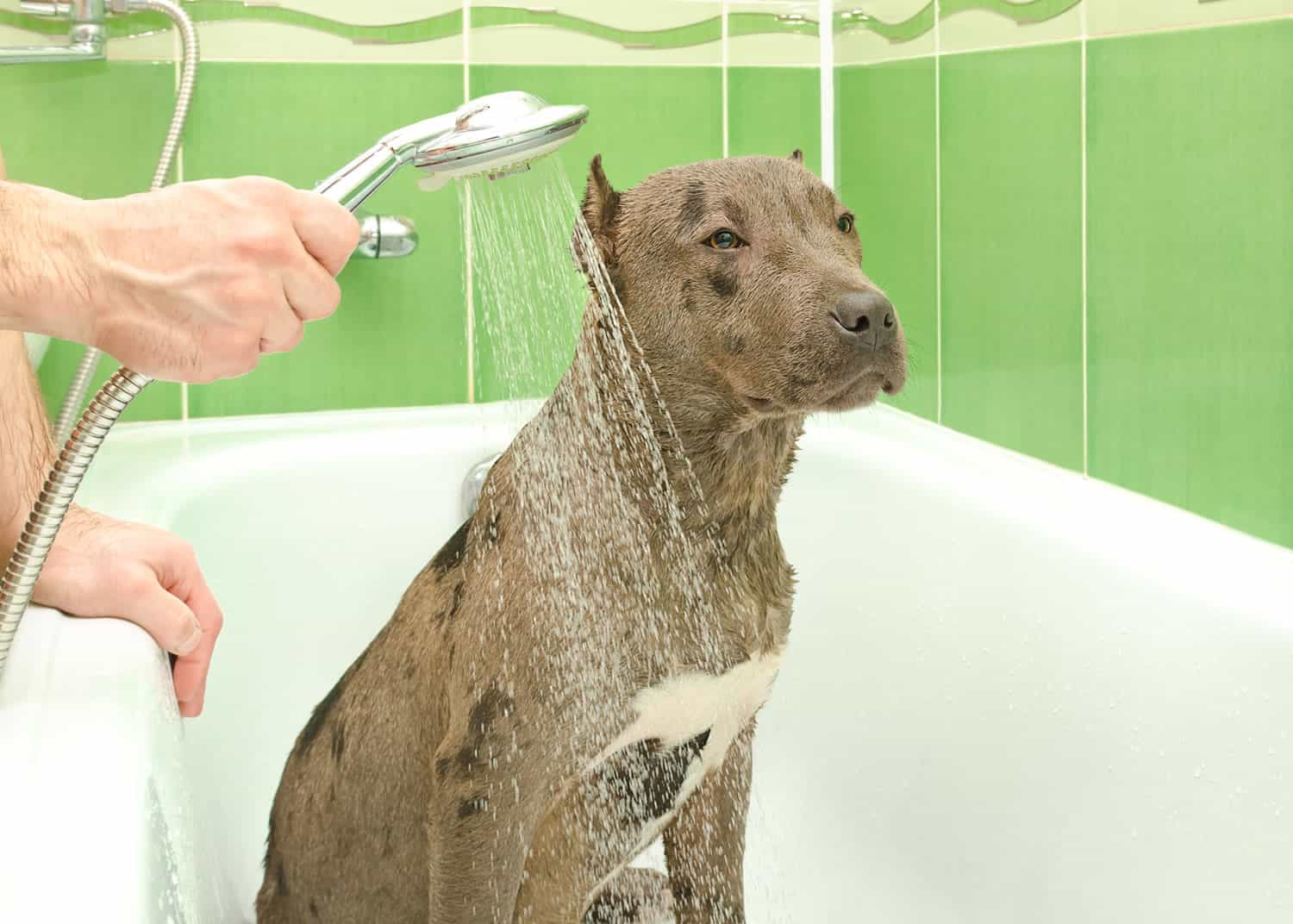Best Shampoo for Pitbulls