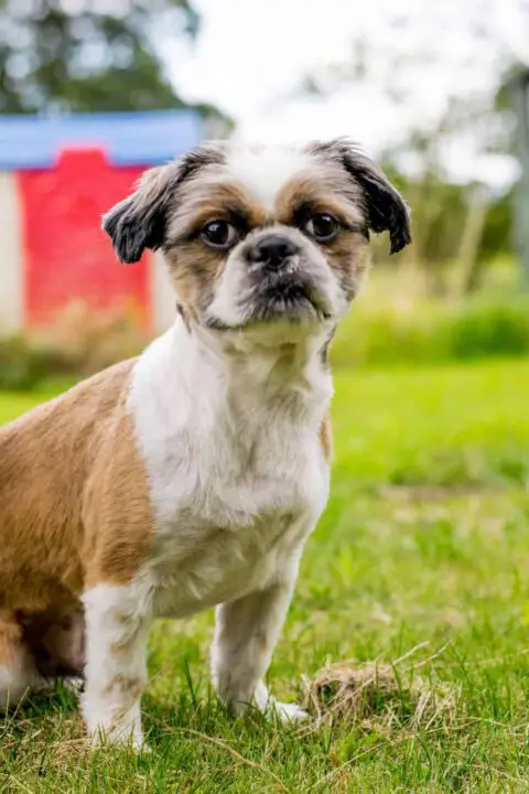 does a bichon frise shih tzu shed