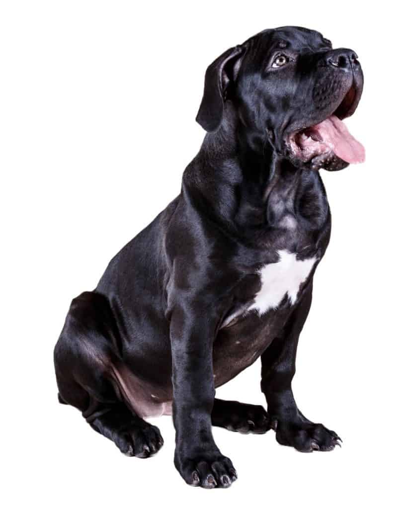 Black Boerboel Puppy For Sale