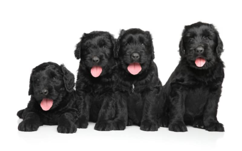 Black Russian Terrier Puppies For Sale