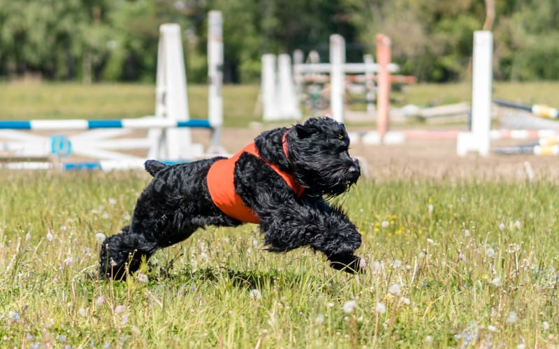 Black Russian Terrier Rescue