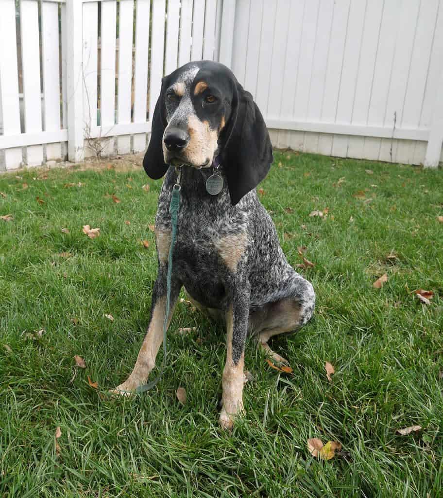 Bluetick Coonhound Puppy For Sale