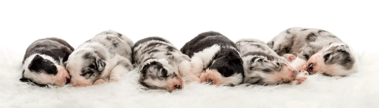 Border Collie Australian Shepherd Puppies