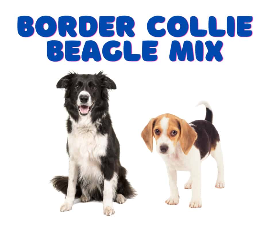Border Collie Beagle Mix