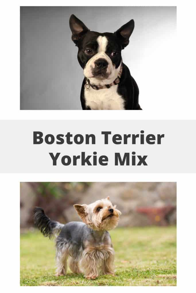 Boston Terrier Yorkie Mix Pin