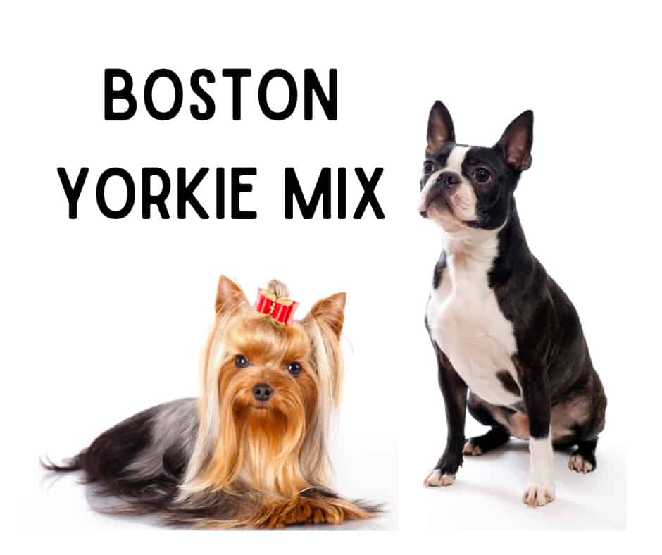 Boston Yorkie Mix