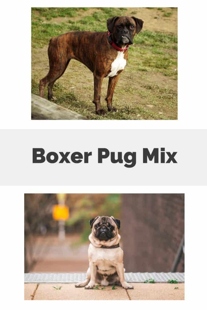 Boxer Pug Mix Pin
