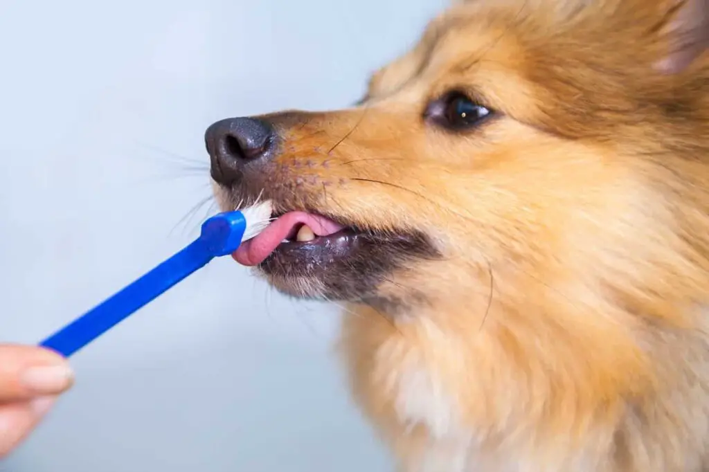 Tips for Brushing your Dog’s Teeth