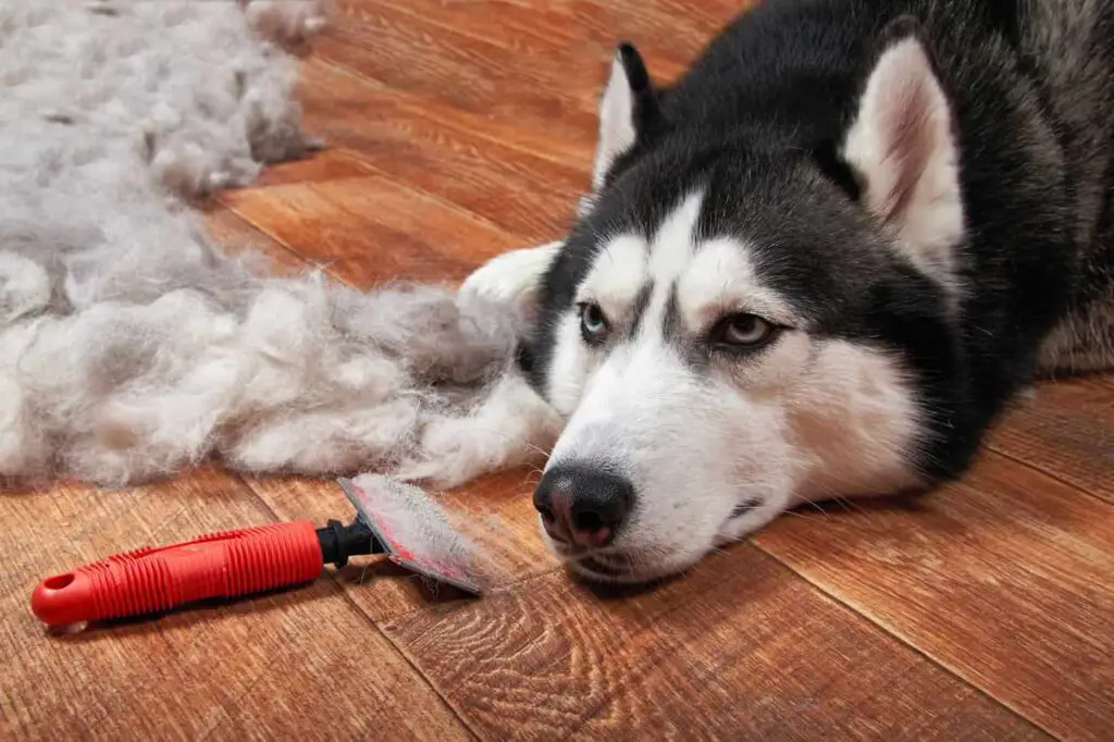 Brush for Husky Benefits