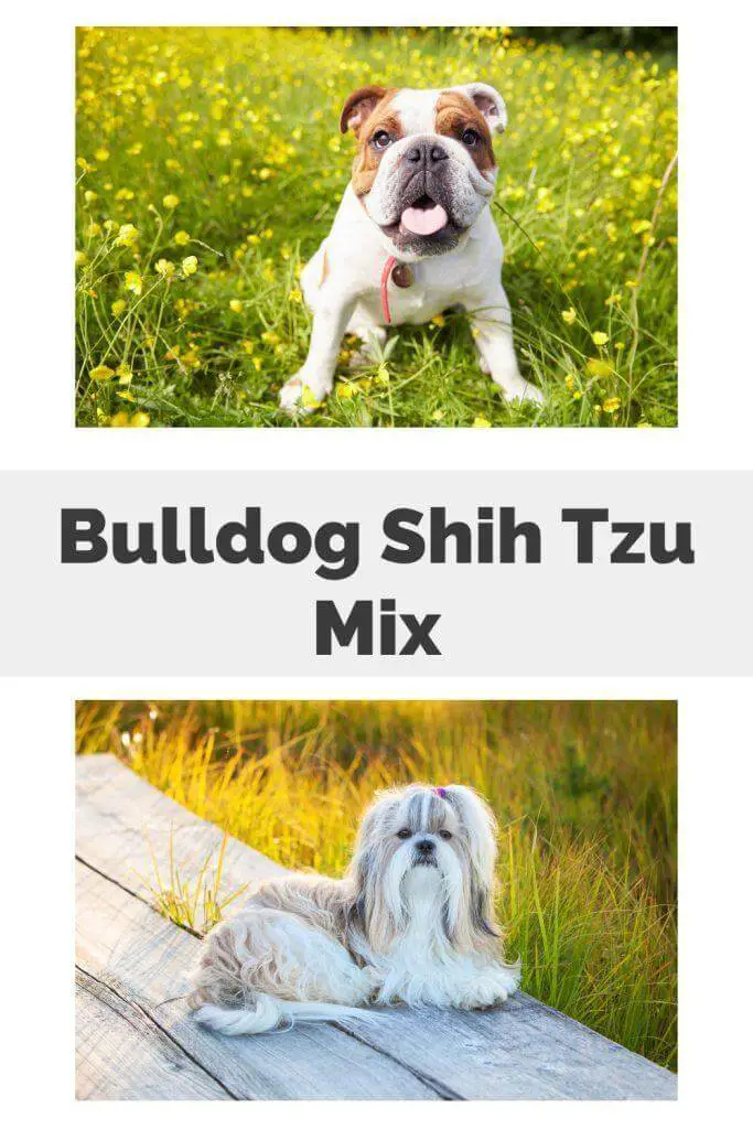Bulldog Shih Tzu Mix Pin