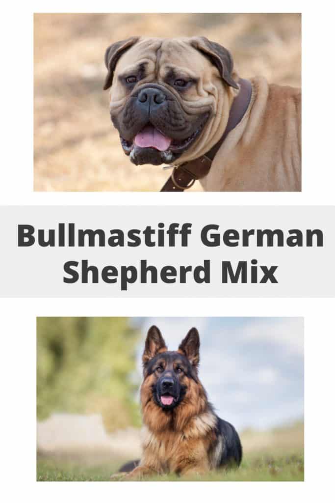 Bullmastiff German Shepherd Mix Pin