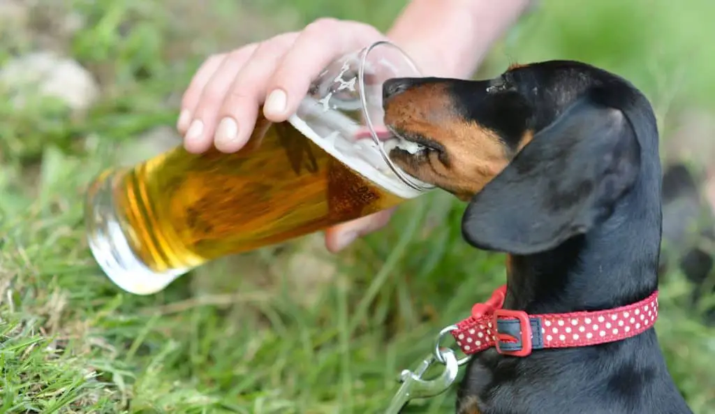 Can Dogs Drink Alcohol?