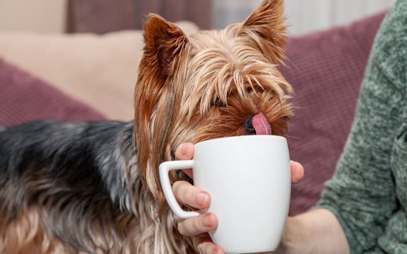 Can Dogs Drink Green Tea