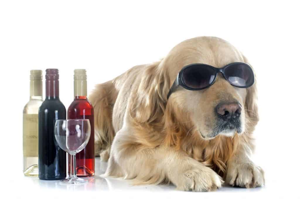 Can Dogs Drink Wine?