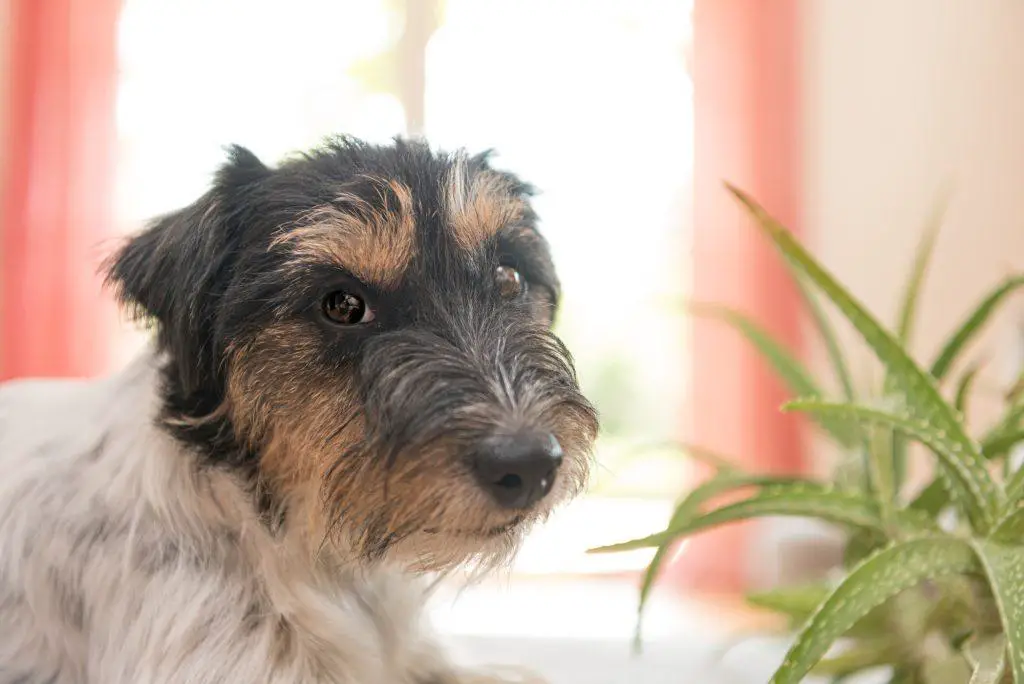 Can Dogs Eat Aloe Plant