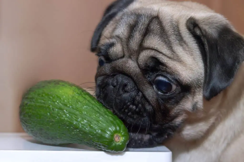Can Dogs Eat Avocados