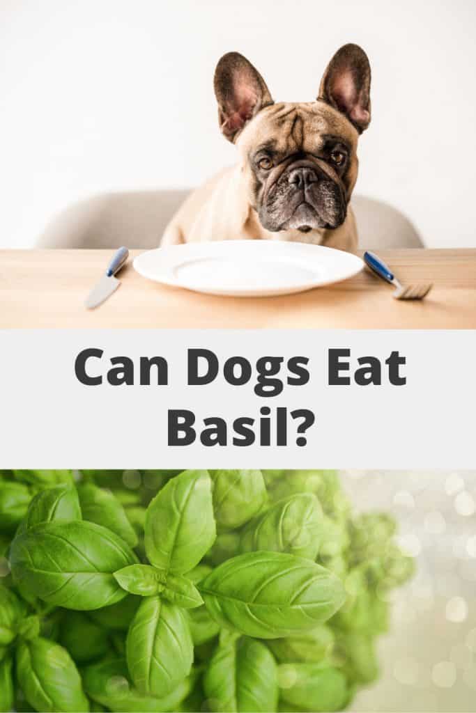 Can Dogs Eat Basil Pin