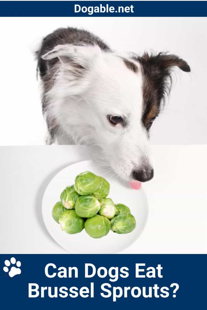 Can Dogs Eat Brussel Sprouts