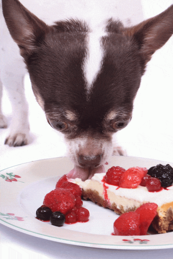 Can Dogs Eat Cheesecake With Fruit