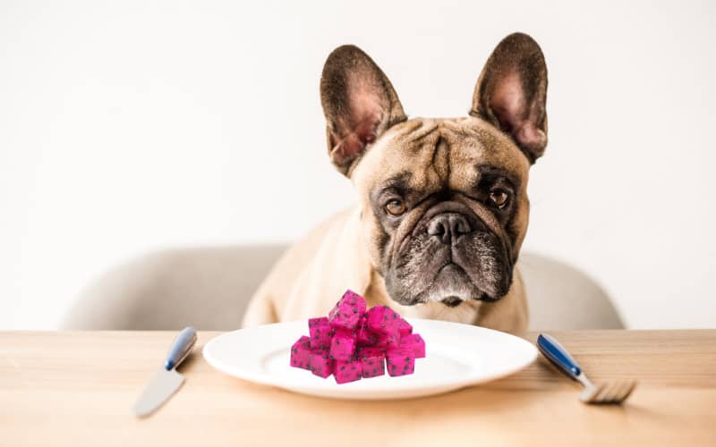 Can Dogs Eat Dragon Fruit
