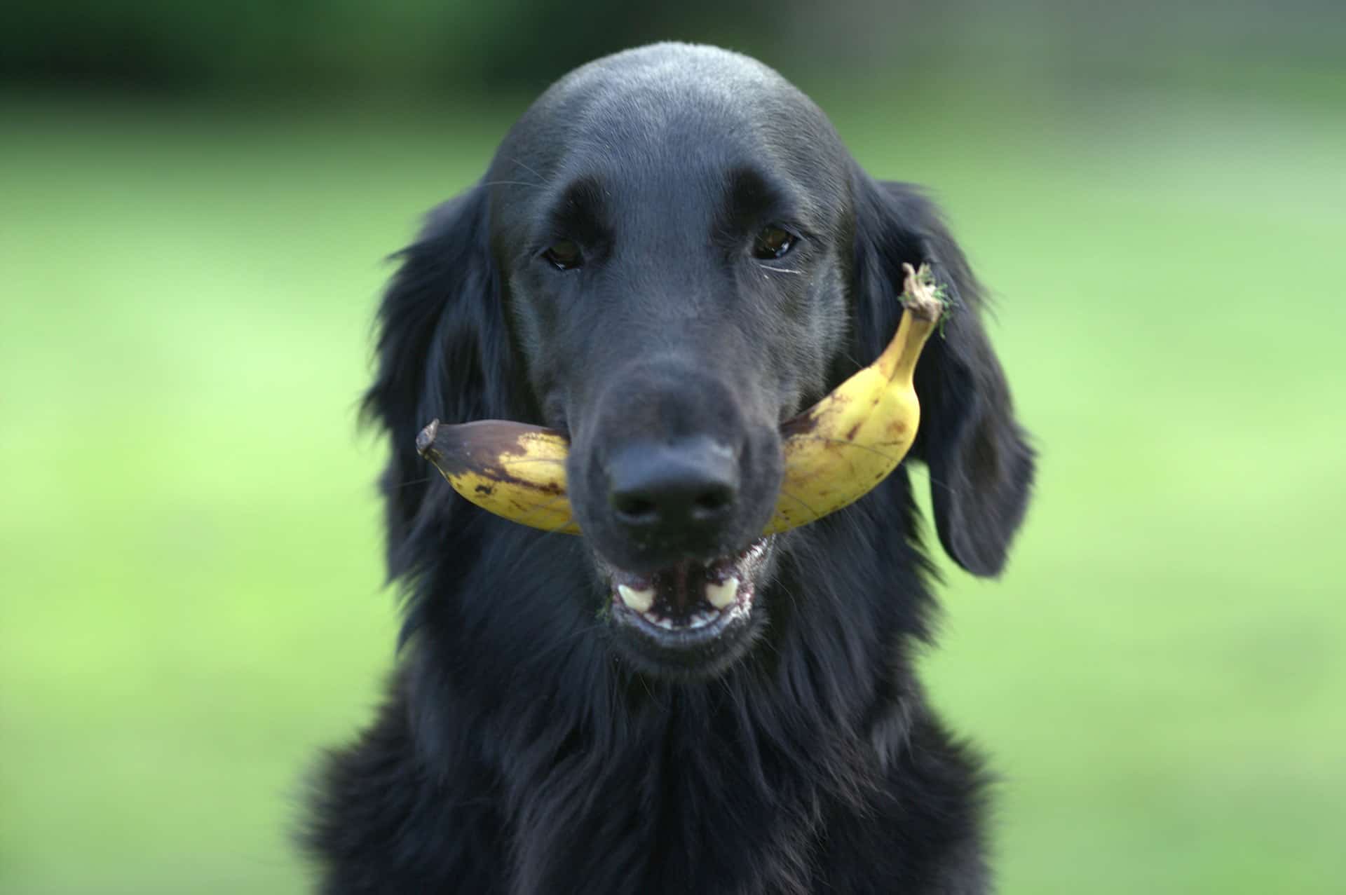 Can Dogs Eat Fruit