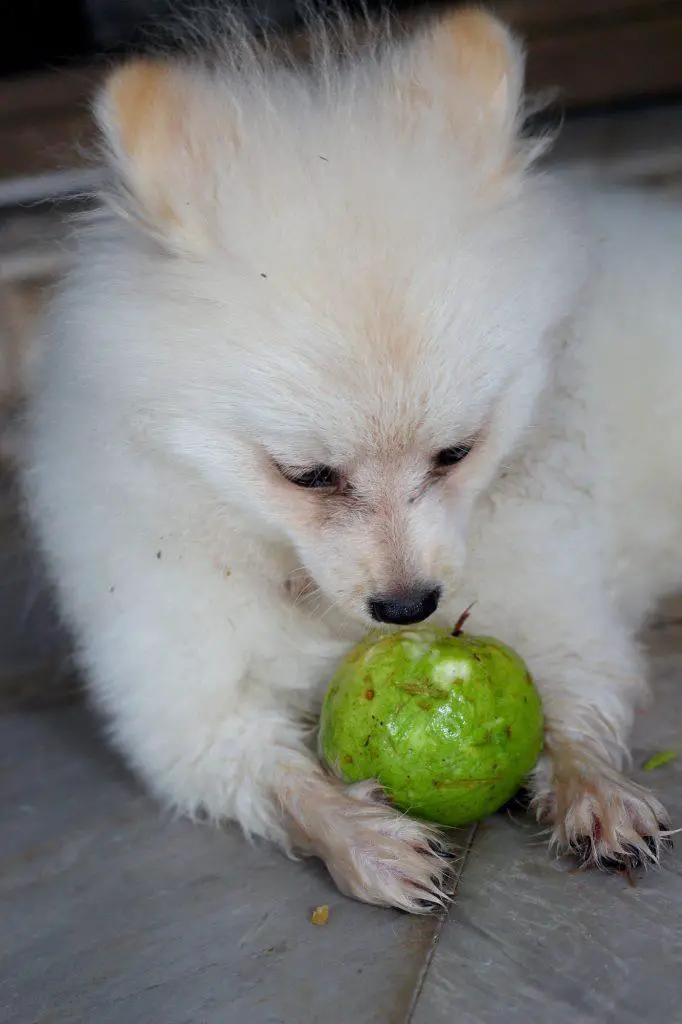 Can Dogs Eat Guava