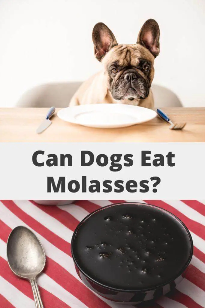 Can Dogs Eat Molasses Pin