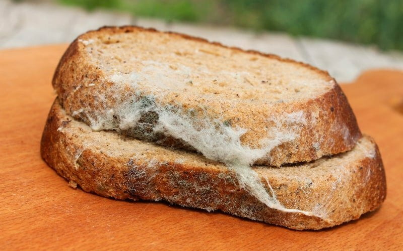 Can Dogs Eat Moldy Bread
