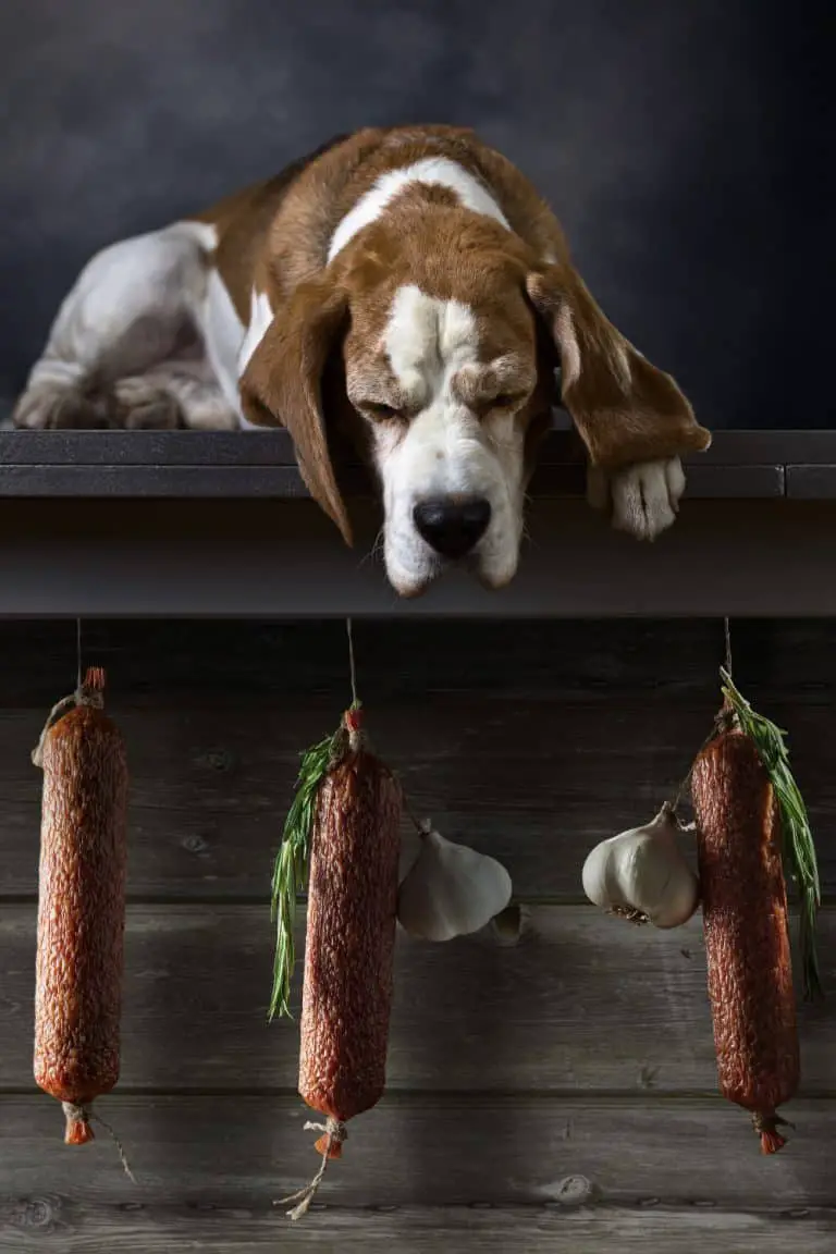 Can Dogs Eat Salami? Dogable