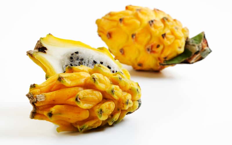 Can Dogs Eat Yellow Dragon Fruit