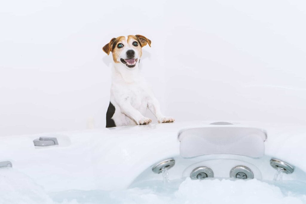 Can Dogs Go In Hot Tubs