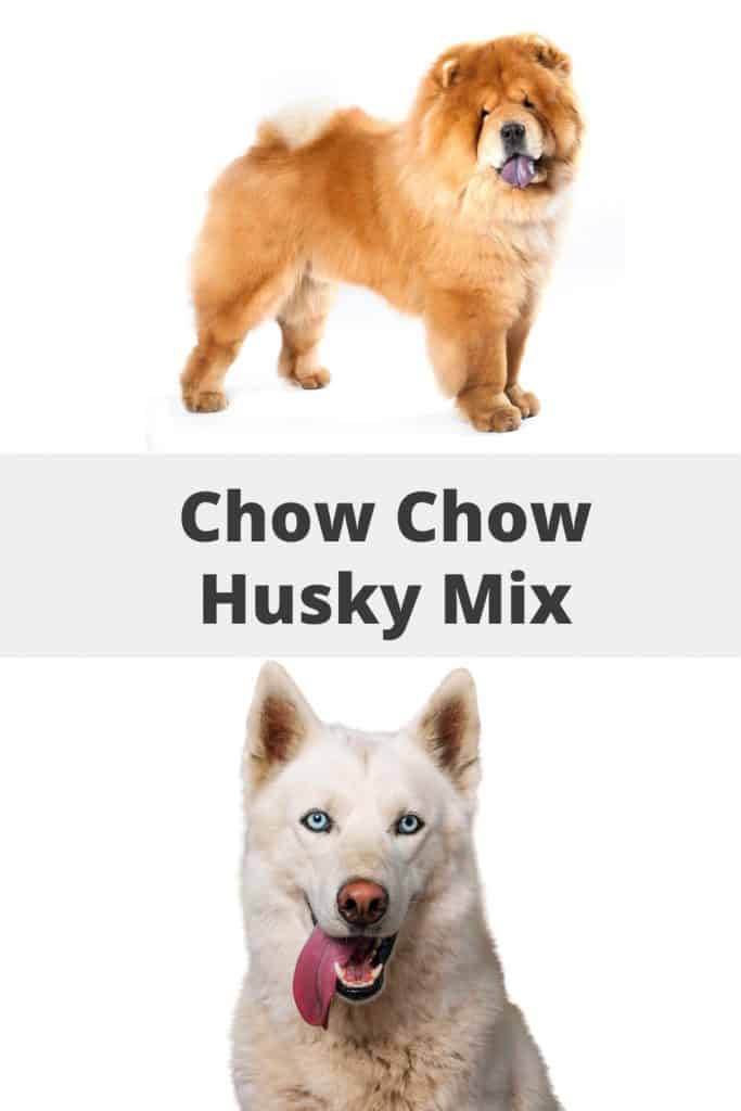 Chow Chow Husky Mix