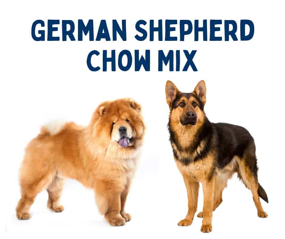Chow German Shepherd Mix