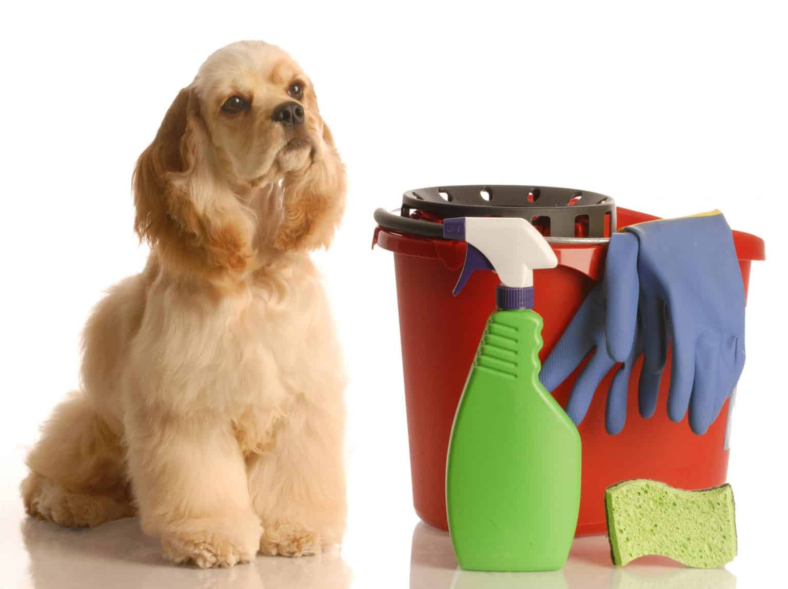 Why Does My Dog Pee on My Bed? - Dogable