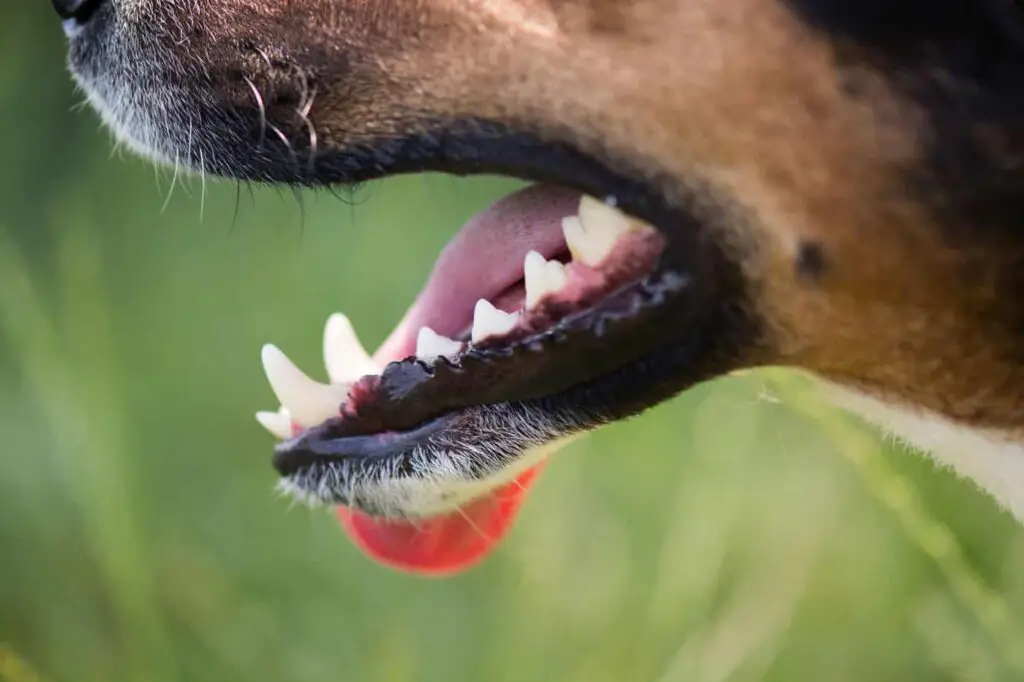 Get Rid of Bad Breath in Dogs