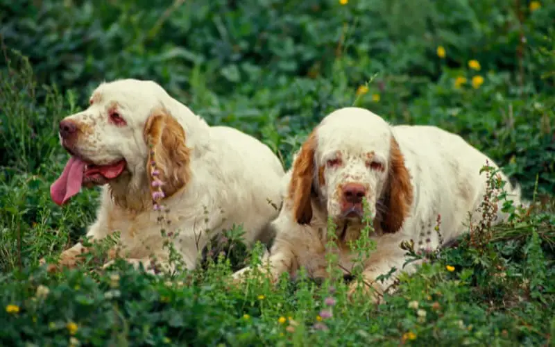 Clumber Spaniel Puppies For Sale