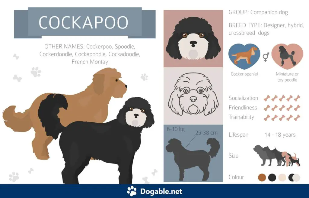Cockapoo Infographic