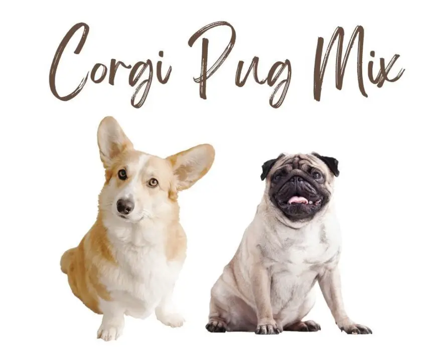 Corgi Pug Mix