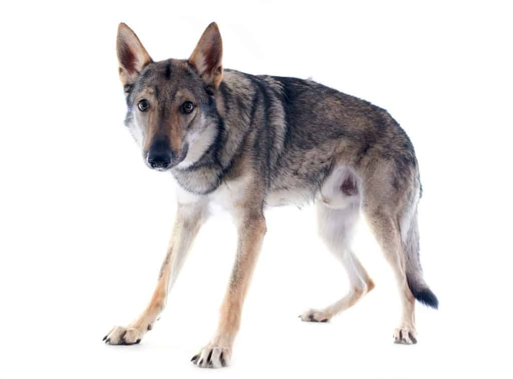 Czechoslovakian Wolfdog
