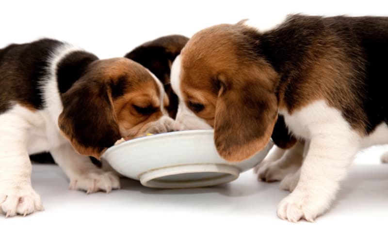 Do Beagles Eat Too Much