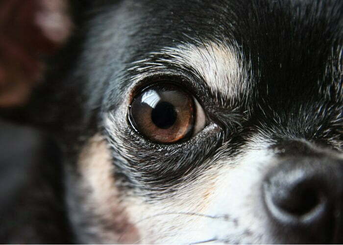 Do Dogs Have Night Vision