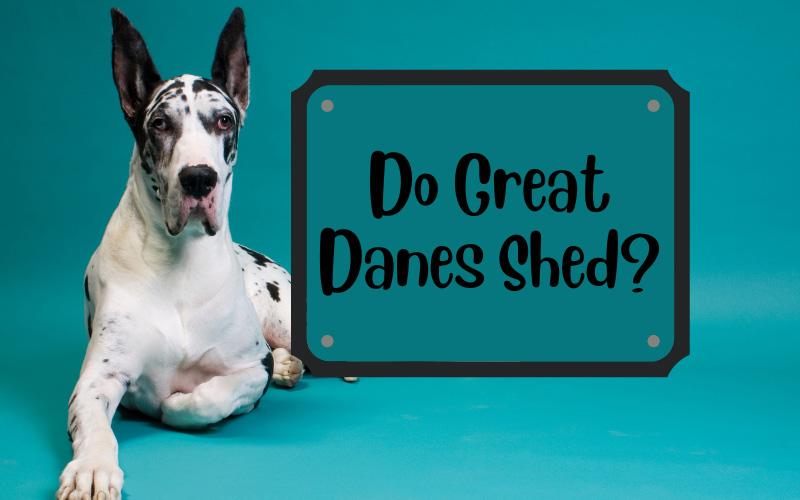 Do Great Danes Shed