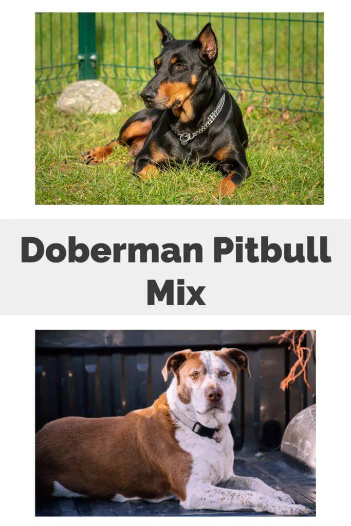Doberman Pitbull Mix Pin