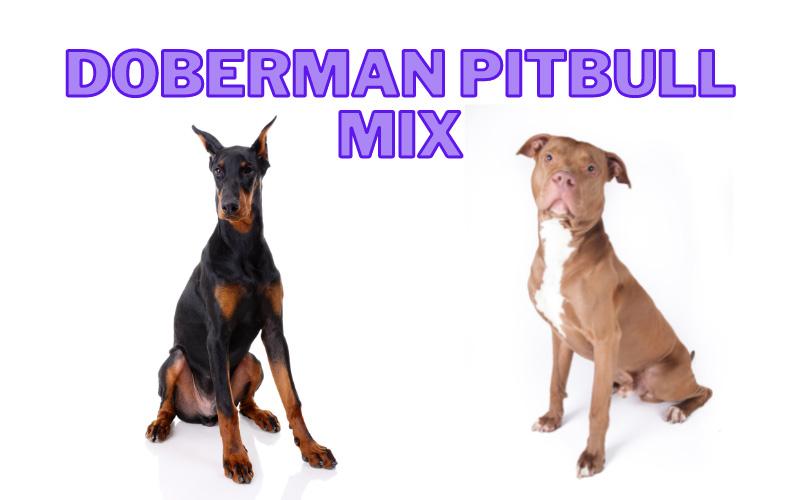 Doberman Pitbull Mix